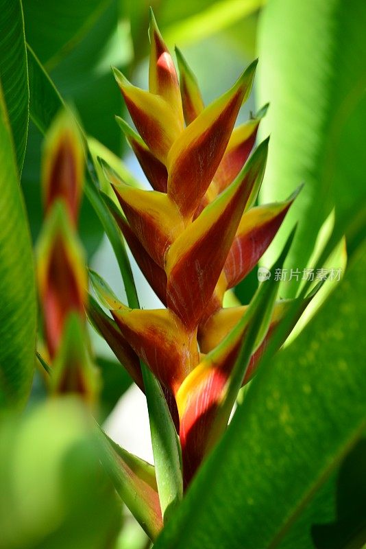 Heliconia /龙虾爪/巨嘴鸟峰